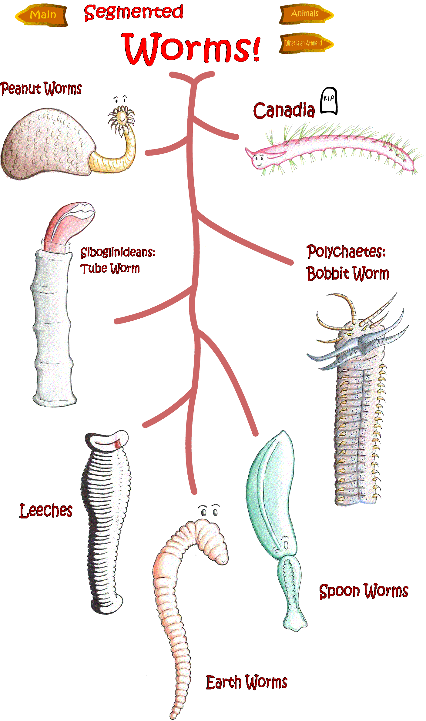 worms